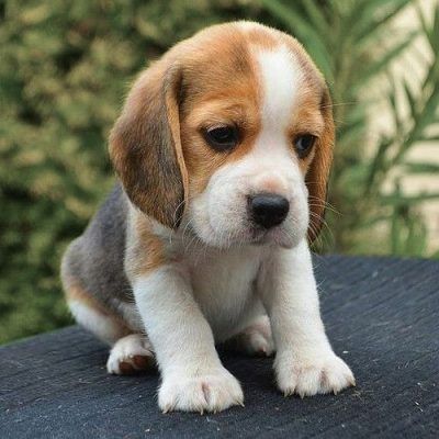 Comprar Beagle en Lugo