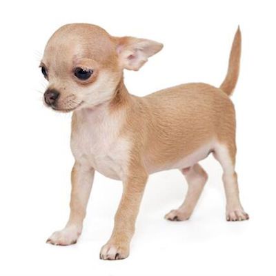 Comprar Chihuahua en Tarragona