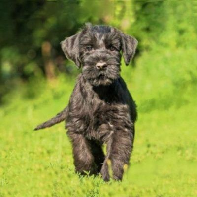 Comprar Schnauzer en Sevilla