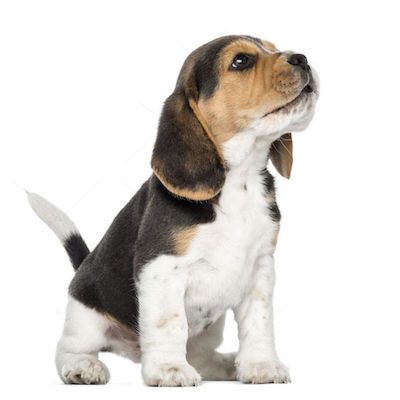 Comprar cachorro beagle