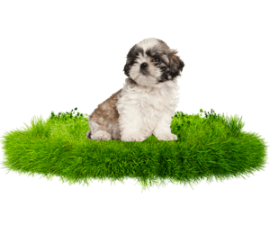 Comprar Shih Tzu en Madrid