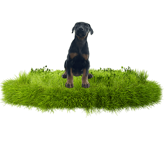Comprar Comprar cachorro Doberman