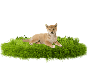 Comprar Shiba Inu en Madrid