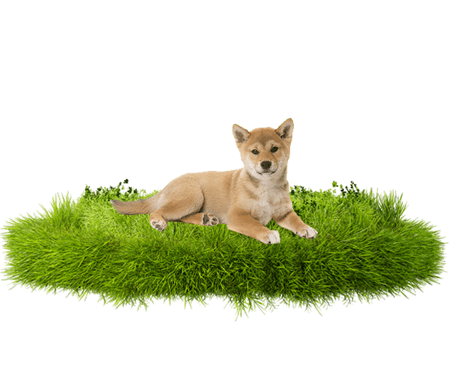 Comprar Comprar cachorro Shiba Inu