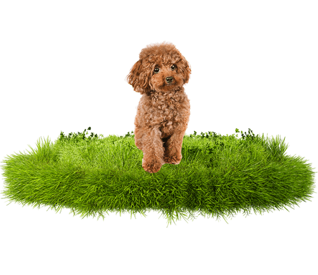 Comprar Comprar cachorro Caniche rojo