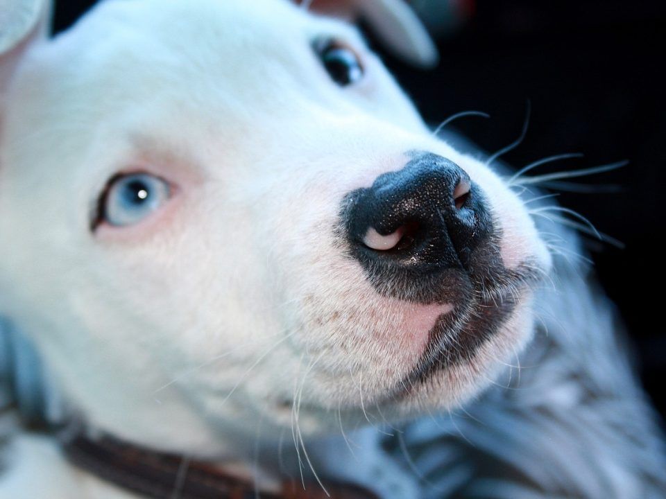 perros potencialmente peligrosas