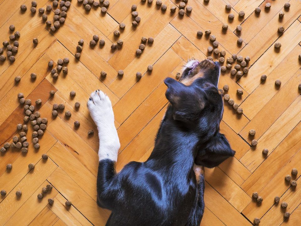 qué debe comer un perro