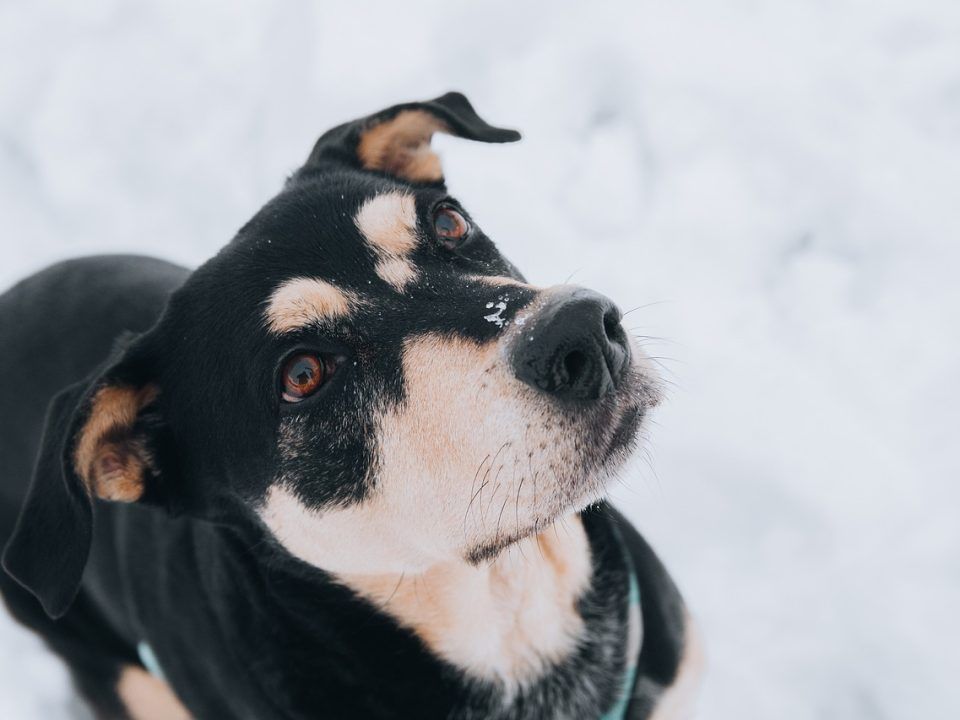 los perros pasan frío