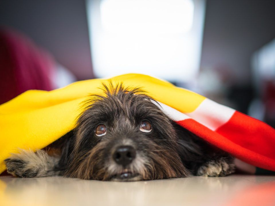 perros y fuegos artificiales