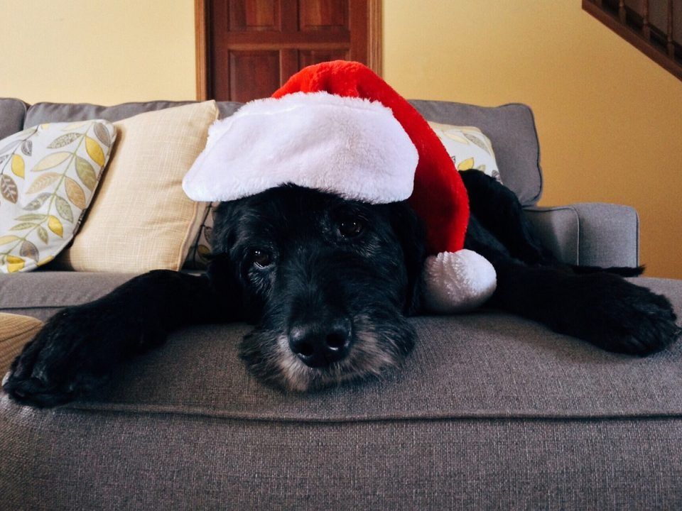 navidad con perros