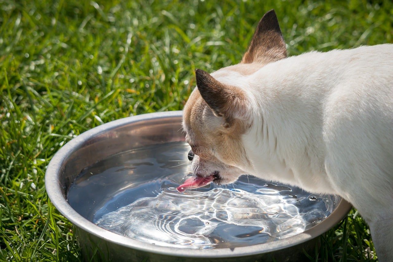 cuantos ml de agua debe beber un cachorro