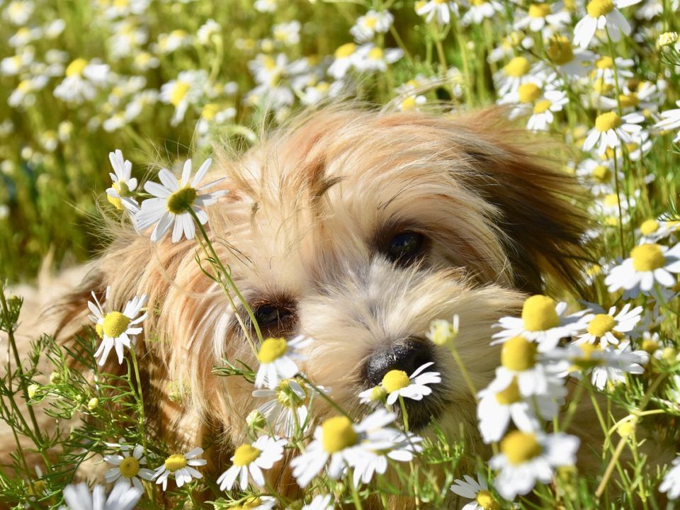 Alergia en perros