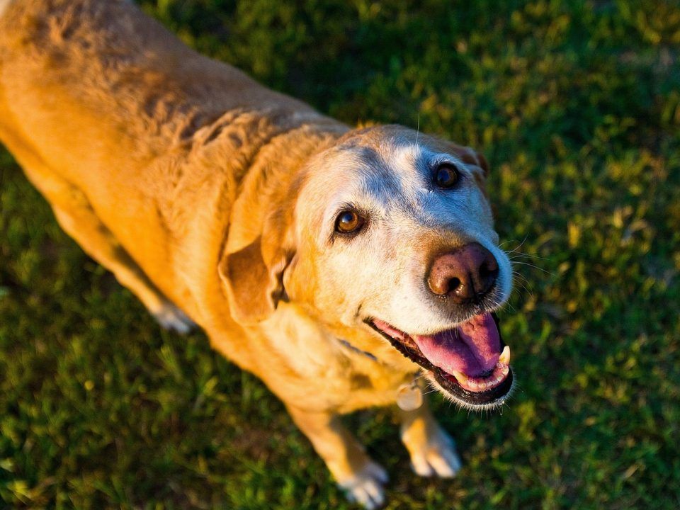 vejez en los perros