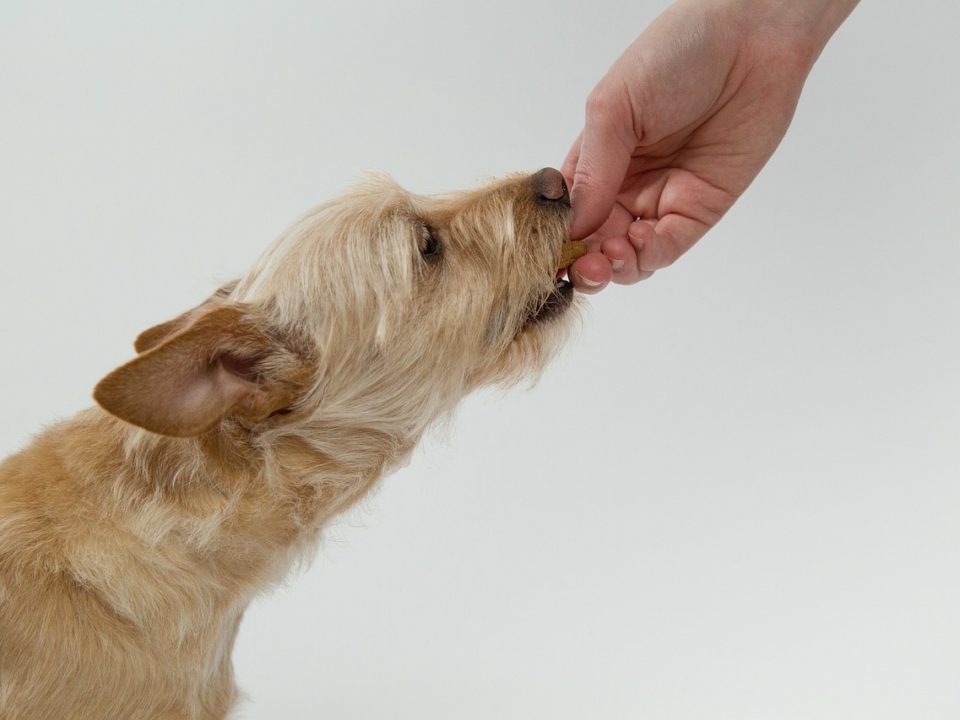 enriquecer la dieta de tu perro