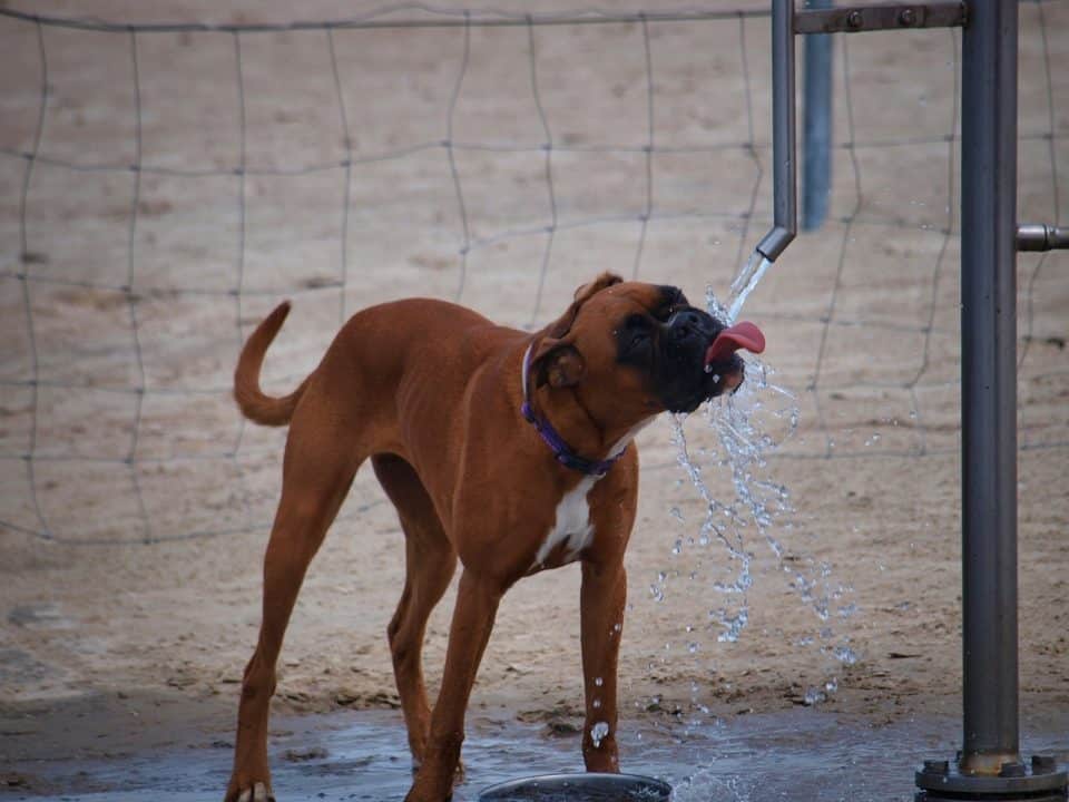 perros en verano