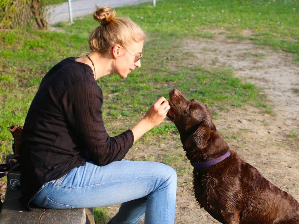 Elegir un cuidador de perros